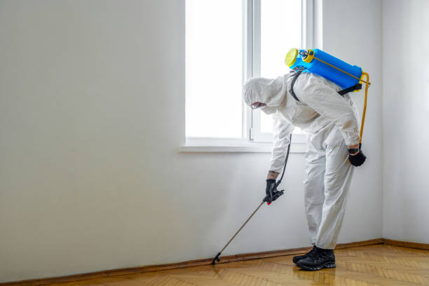 Best Termite Control Services  in Deerfield Beach, FL