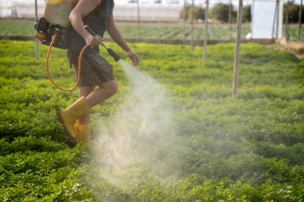 Best Pest Control for Restaurants  in Deerfield Beach, FL