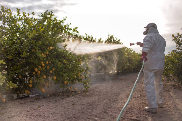 Best Mosquito Control Services  in Deerfield Beach, FL