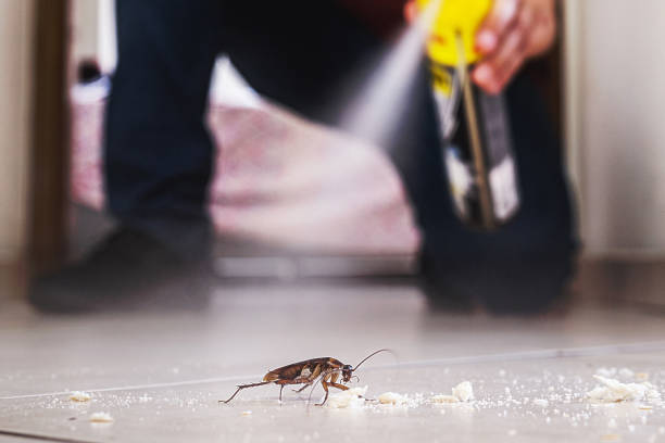 Best Best Pest Control Companies  in Deerfield Beach, FL