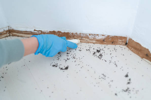 Best Ant Control Services  in Deerfield Beach, FL